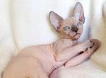 Romantic - Sphynx Cat For Sale - Norwalk, CT, US