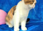 Poppy - Scottish Fold Cat For Sale - New York, NY, US