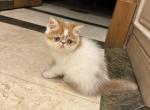 Peaches - Exotic Cat For Sale - Pompano Beach, FL, US