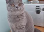 Millie von Shmidt - British Shorthair Cat For Sale - Minsk, Minsk Region, BY