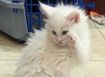 Ophelia - Maine Coon Cat For Sale - Fredericksburg, PA, US