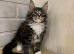 Henessy - Maine Coon Cat For Sale - NY, US