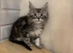 Barry - Maine Coon Cat For Sale - NY, US