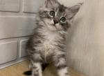 Gucci - Maine Coon Cat For Sale - NY, US