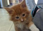 Phoenix - Maine Coon Cat For Sale - Fredericksburg, PA, US