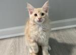 Miles - Maine Coon Cat For Sale - Westfield, MA, US