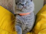 Mr Hardy Blue British boy - British Shorthair Cat For Sale - NY, US