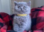 Wendy blue British Shorthair girl - British Shorthair Cat For Sale - NY, US