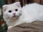 Chilly - Scottish Fold Cat For Sale - Joplin, MO, US