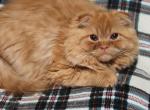 Rufus - Scottish Fold Cat For Sale - MO, US