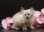 Orpheus CFA certified - Siberian Cat For Sale - Ashburn, VA, US