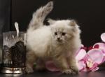 Oceana CFA certified - Siberian Cat For Sale - Ashburn, VA, US