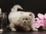 Odin CFA certified - Siberian Cat For Sale - Ashburn, VA, US