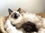 Seal Point Ragdoll Kitten - Ragdoll Cat For Sale - Beach Park, IL, US