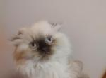 Scottish fold - Scottish Fold Cat For Sale - Coshocton, OH, US