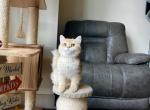 Mia - British Shorthair Cat For Sale - State College, PA, US