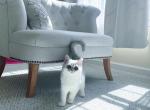 Mei Mei - British Shorthair Cat For Sale - New York, NY, US