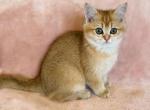 Amber - British Shorthair Cat For Sale - Waco, TX, US