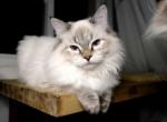 Milo - Himalayan Cat For Sale - Vestal, NY, US