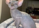 Sphynx Blue Male straight ears - Sphynx Cat For Sale - Columbus, OH, US