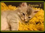 Female 2 - Maine Coon Cat For Sale - Kent, WA, US