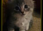 Female 3 - Maine Coon Cat For Sale - Kent, WA, US