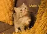 Male 1 - Maine Coon Cat For Sale - Kent, WA, US