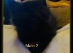 Male 2 - Maine Coon Cat For Sale - Kent, WA, US
