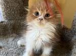 Louis - Scottish Fold Cat For Sale - 