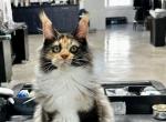 Calipso - Maine Coon Cat For Sale - Boerne, TX, US