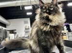 Bonita - Maine Coon Cat For Sale - Boerne, TX, US