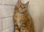 Aurora - Maine Coon Cat For Sale - NY, US