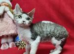 Armani - Devon Rex Cat For Sale - Pembroke Pines, FL, US