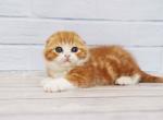 Milford - Scottish Fold Cat For Sale - Hollywood, FL, US