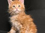 Prince - Maine Coon Cat For Sale - Miami, FL, US