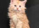 Rikuh - Maine Coon Cat For Sale - Miami, FL, US