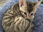 Bailey - Bengal Cat For Sale - Concord, NH, US
