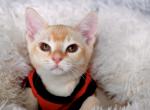 Oliver - Burmese Cat For Sale - ID, US