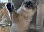 Thor - Himalayan Cat For Sale - Tallahassee, FL, US