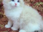 Buddy - Ragdoll Cat For Sale - Port Orange, FL, US