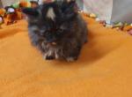 Miss Tiny Legs - Munchkin Cat For Sale - Coshocton, OH, US