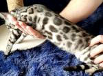 Silver Rosetted Female Domina - Bengal Cat For Sale - Bradner, OH, US