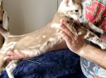 Teddy Snow Marble Mink Male - Bengal Cat For Sale - Bradner, OH, US