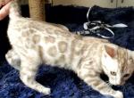 Peaches Snow Mink Rosetted Female - Bengal Cat For Sale - Bradner, OH, US