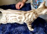 Dolly Snow Mink Rosetted Female - Bengal Cat For Sale - Bradner, OH, US