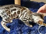 Silver Rosetted Female Lightning Bug - Bengal Cat For Sale - Bradner, OH, US