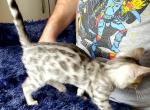 Silver Female Whitey - Bengal Cat For Sale - Bradner, OH, US