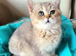 William - British Shorthair Cat For Sale - New York, NY, US