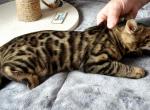 Brown Rosetted Female Tansy - Bengal Cat For Sale - Bradner, OH, US