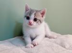 kiya - Munchkin Cat For Sale - Staten Island, NY, US